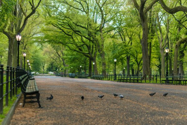 Que hacer en Central Park Nueva York