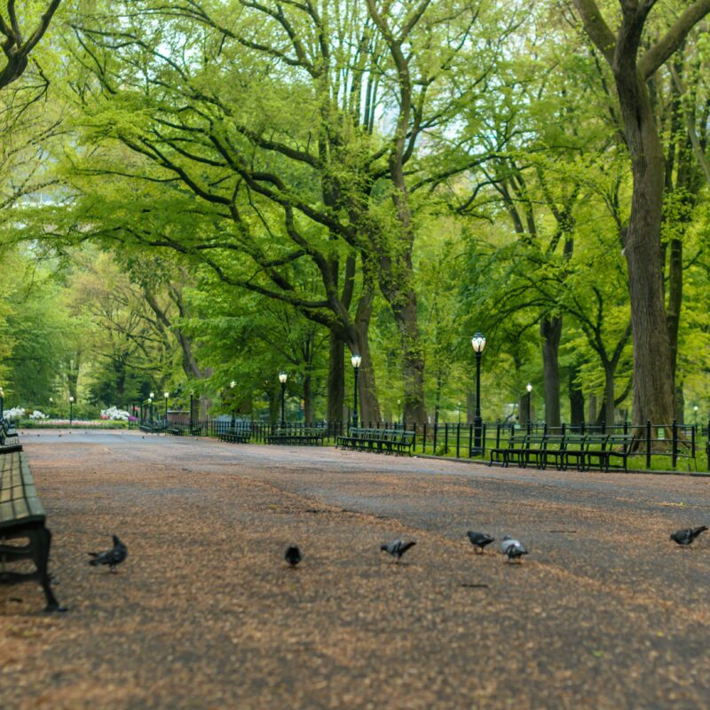 Que hacer en Central Park Nueva York