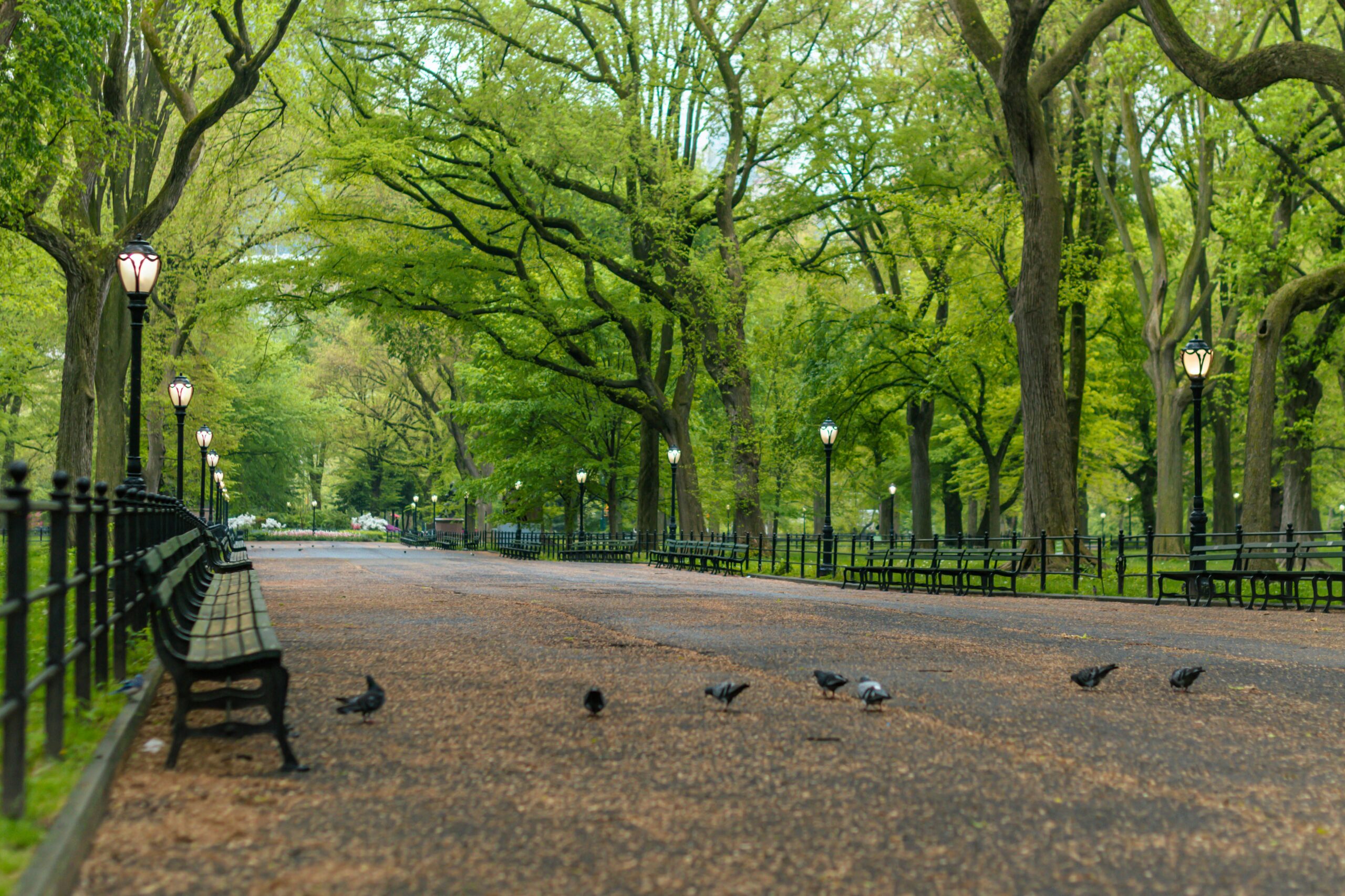 Que hacer en Central Park Nueva York