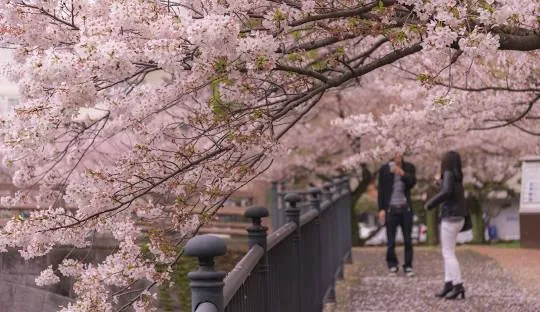 Cherry Blossom en Nueva York