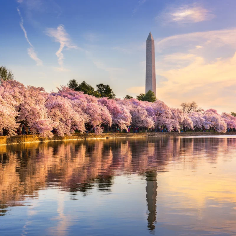 Primavera en Washington